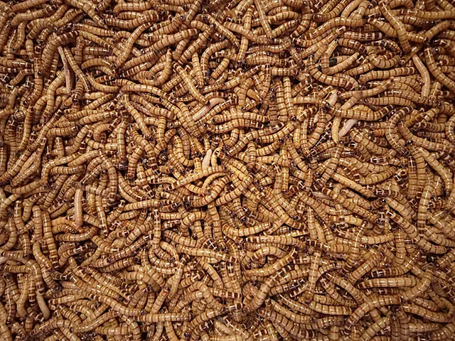 Predator Foods Superworms / King Worms Large 1.5 in - 1.75 in